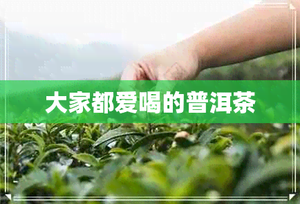 大家都爱喝的普洱茶