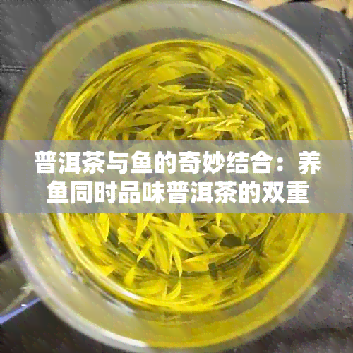 普洱茶与的奇妙结合：养同时品味普洱茶的双重乐趣