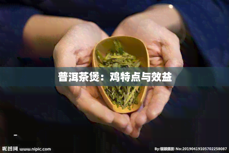 普洱茶煲：鸡特点与效益