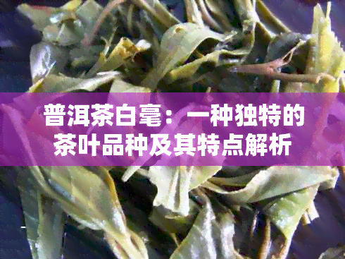 普洱茶白毫：一种独特的茶叶品种及其特点解析