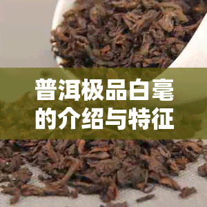 普洱极品白毫的介绍与特征：揭示普洱茶的白毫之美