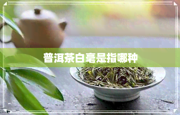 普洱茶白毫是指哪种