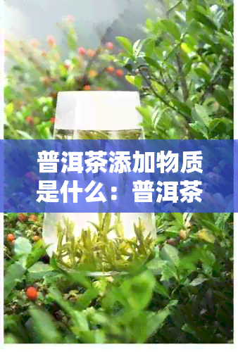 普洱茶添加物质是什么：普洱茶中的添加剂及其含义