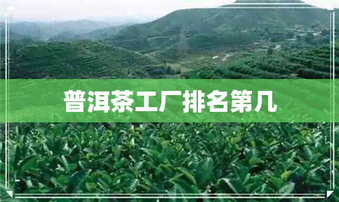 普洱茶工厂排名第几