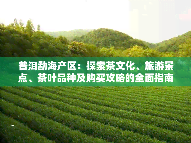 普洱勐海产区：探索茶文化、旅游景点、茶叶品种及购买攻略的全面指南