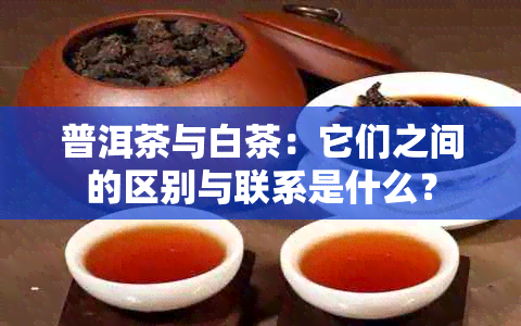 普洱茶与白茶：它们之间的区别与联系是什么？