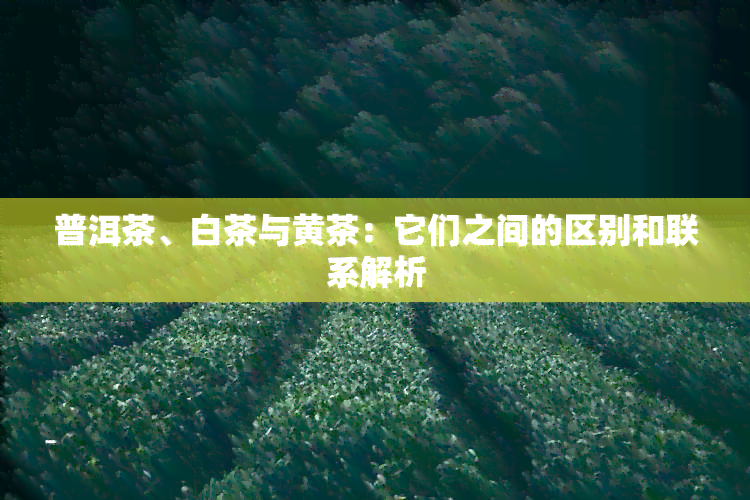 普洱茶、白茶与黄茶：它们之间的区别和联系解析