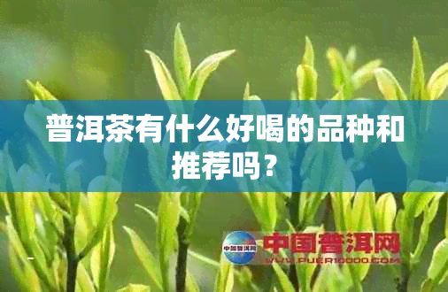 普洱茶有什么好喝的品种和推荐吗？