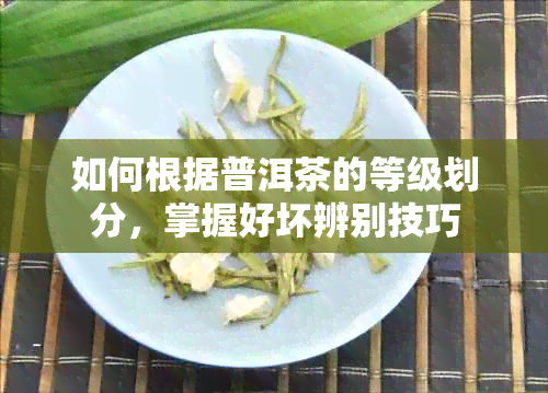 如何根据普洱茶的等级划分，掌握好坏辨别技巧