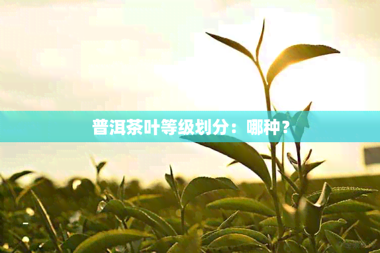 普洱茶叶等级划分：哪种？