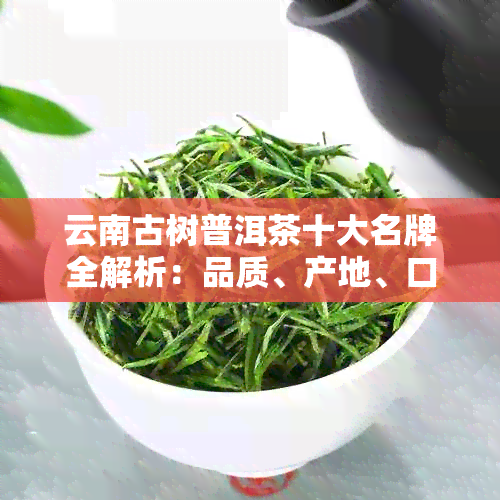 云南古树普洱茶十大名牌全解析：品质、产地、口感及购买建议一网打尽