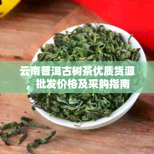 云南普洱古树茶优质货源，批发价格及采购指南