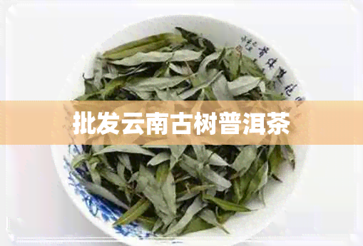 批发云南古树普洱茶