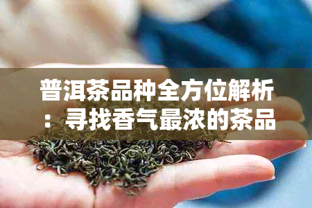 普洱茶品种全方位解析：寻找香气最浓的茶品，了解其特点、口感和选购技巧