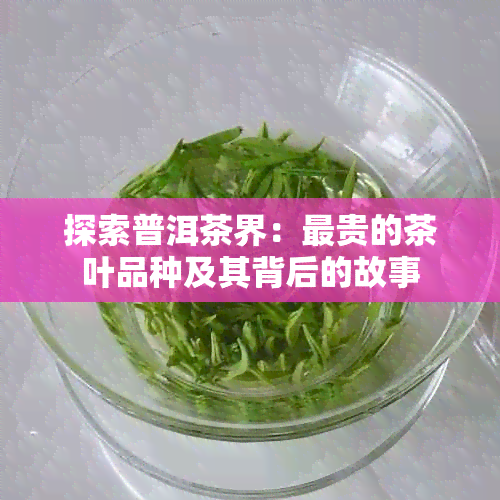 探索普洱茶界：最贵的茶叶品种及其背后的故事