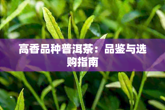 高香品种普洱茶：品鉴与选购指南