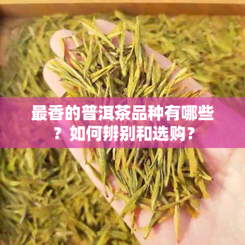 最香的普洱茶品种有哪些？如何辨别和选购？