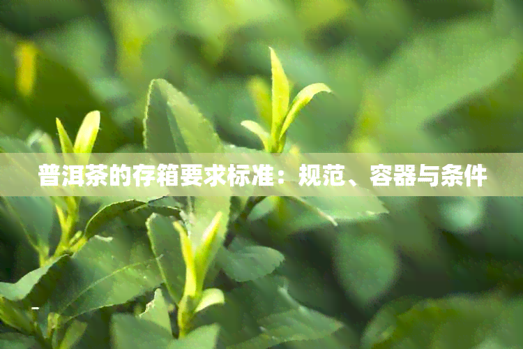 普洱茶的存箱要求标准：规范、容器与条件