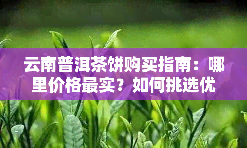 云南普洱茶饼购买指南：哪里价格最实？如何挑选优质茶叶？