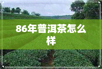 86年普洱茶怎么样