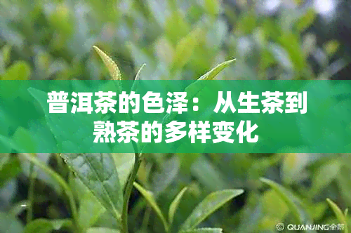 普洱茶的色泽：从生茶到熟茶的多样变化