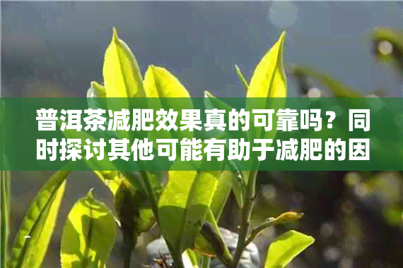 普洱茶减肥效果真的可靠吗？同时探讨其他可能有助于减肥的因素和方法