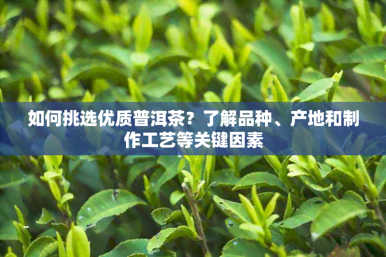 如何挑选优质普洱茶？了解品种、产地和制作工艺等关键因素