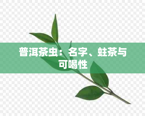 普洱茶虫：名字、蛀茶与可喝性