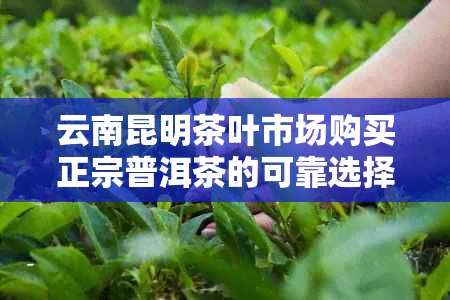 云南昆明茶叶市场购买正宗普洱茶的可靠选择