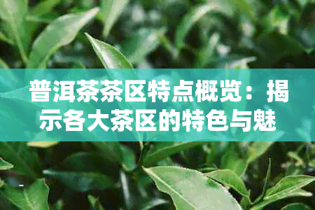 普洱茶茶区特点概览：揭示各大茶区的特色与魅力