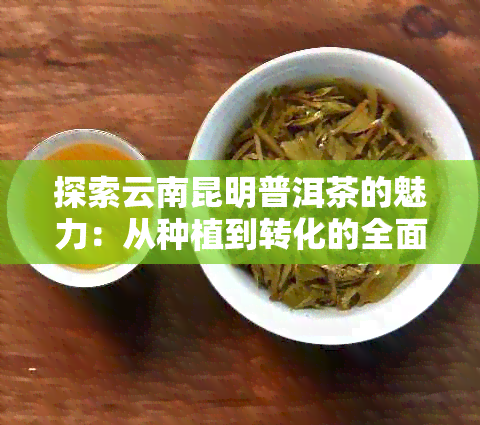 探索云南昆明普洱茶的魅力：从种植到转化的全面解析