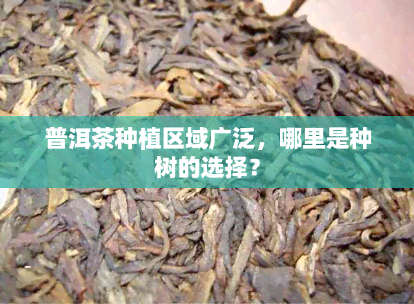 普洱茶种植区域广泛，哪里是种树的选择？