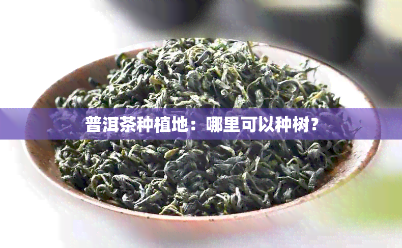 普洱茶种植地：哪里可以种树？