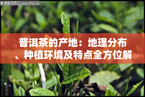 普洱茶的产地：地理分布、种植环境及特点全方位解析