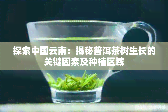 探索中国云南：揭秘普洱茶树生长的关键因素及种植区域