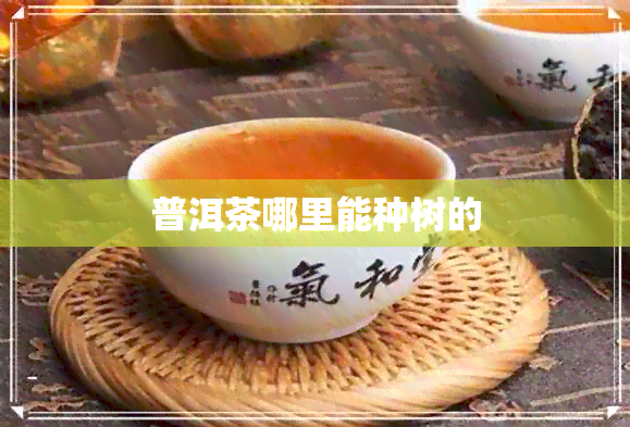 普洱茶哪里能种树的