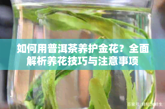 如何用普洱茶养护金花？全面解析养花技巧与注意事项