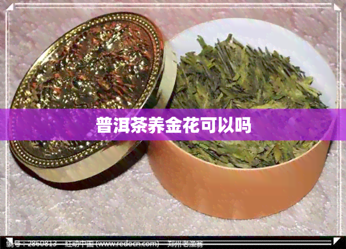 普洱茶养金花可以吗