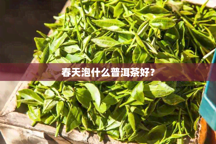 春天泡什么普洱茶好？