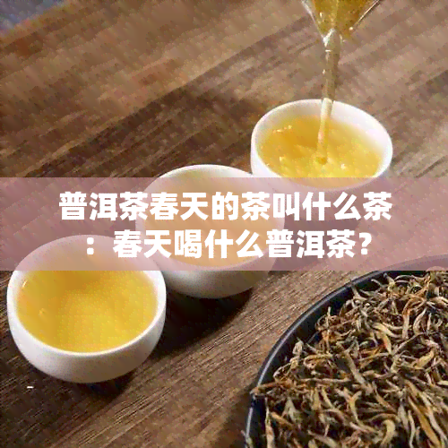 普洱茶春天的茶叫什么茶：春天喝什么普洱茶？