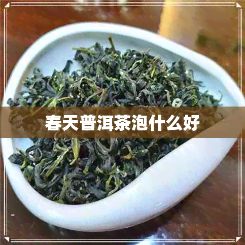 春天普洱茶泡什么好