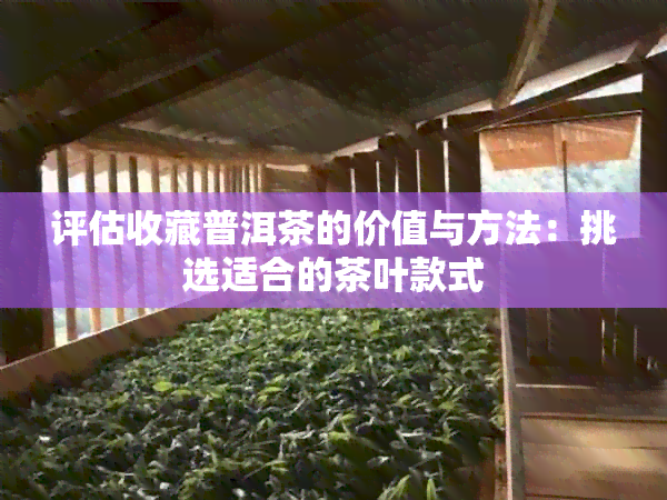 评估收藏普洱茶的价值与方法：挑选适合的茶叶款式