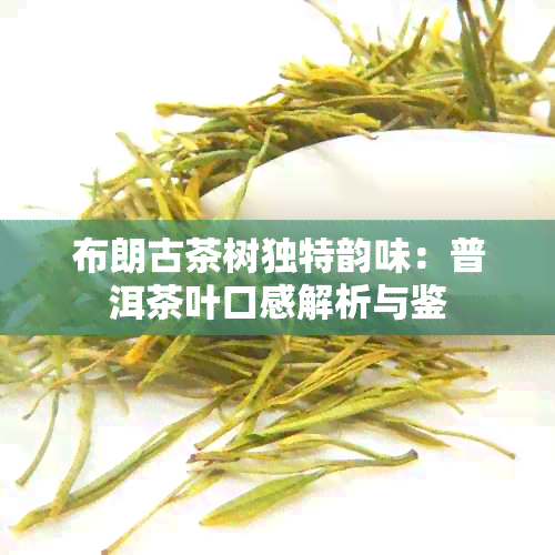 布朗古茶树独特韵味：普洱茶叶口感解析与鉴