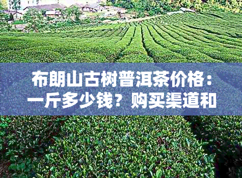 布朗山古树普洱茶价格：一斤多少钱？购买渠道和品质如何判断？