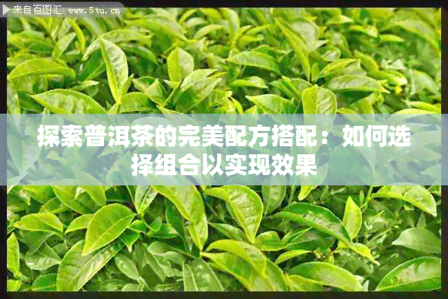 探索普洱茶的完美配方搭配：如何选择组合以实现效果