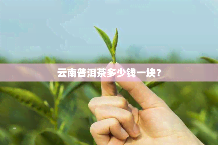 云南普洱茶多少钱一块？