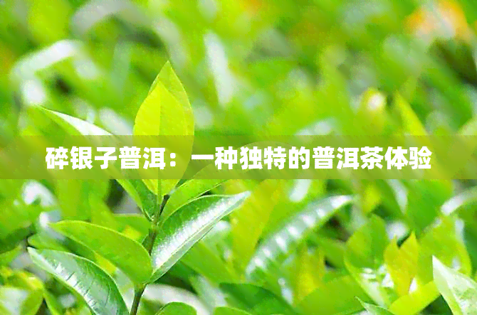 碎银子普洱：一种独特的普洱茶体验