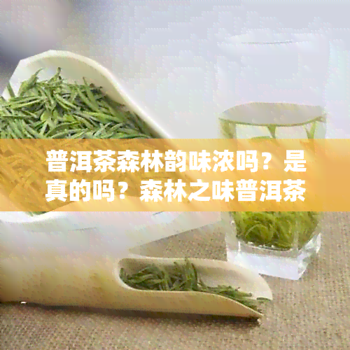 普洱茶森林韵味浓吗？是真的吗？森林之味普洱茶，森林古树普洱茶。