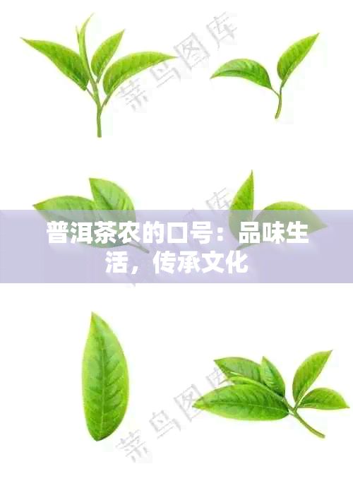 普洱茶农的口号：品味生活，传承文化