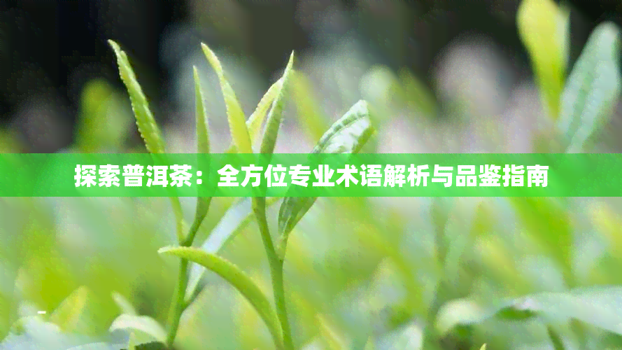 探索普洱茶：全方位专业术语解析与品鉴指南